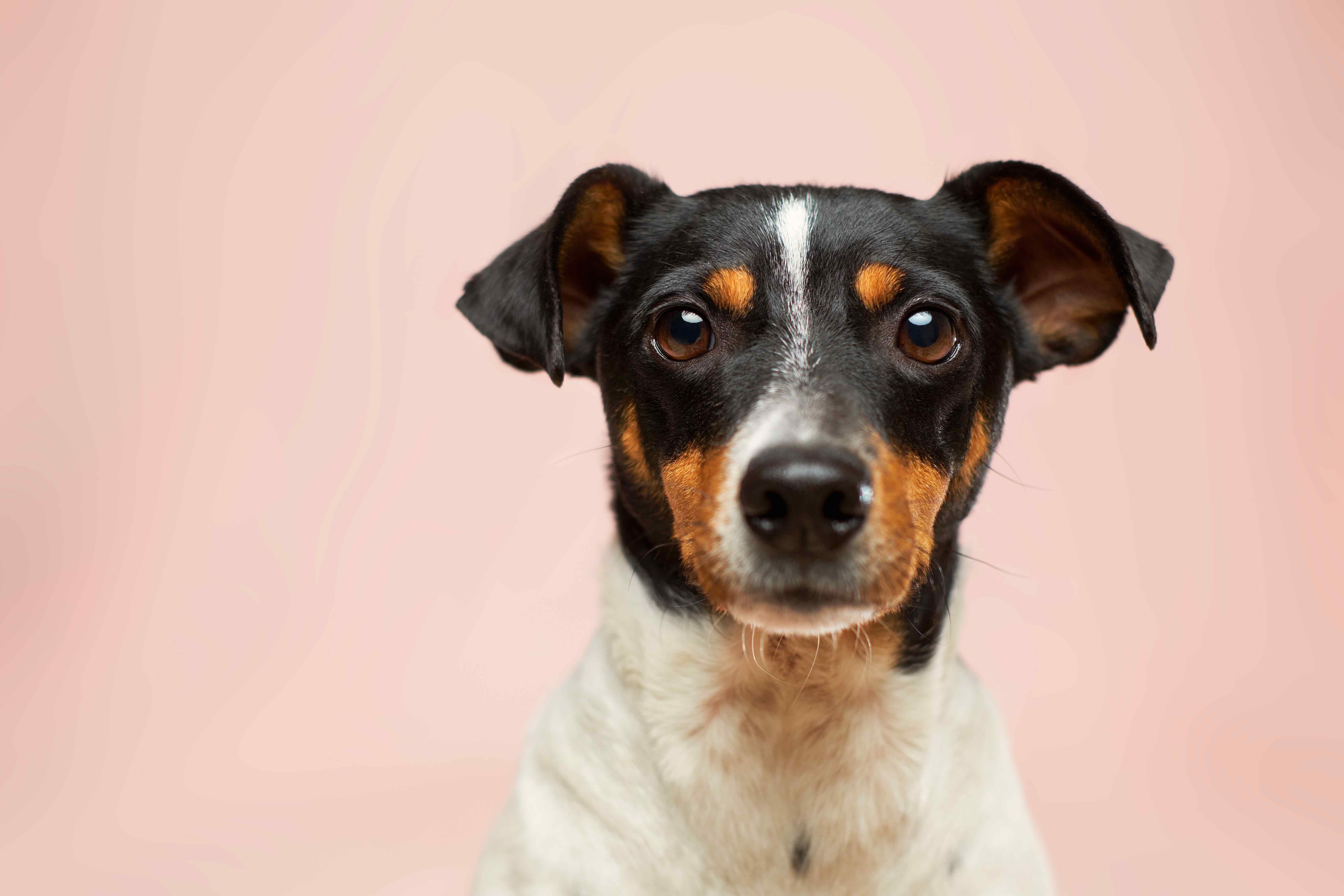 Picture of a pup looking into the camera on a pink background