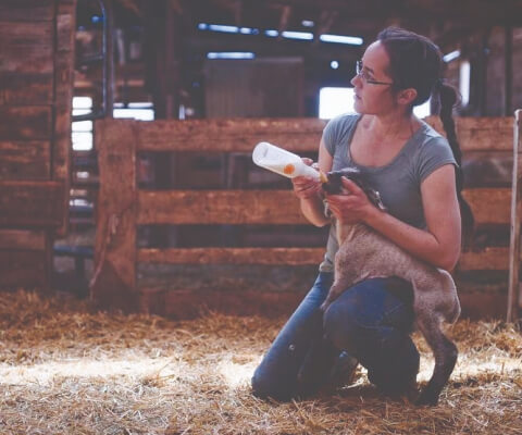 Woman bottle feeding a young sheep or lamb